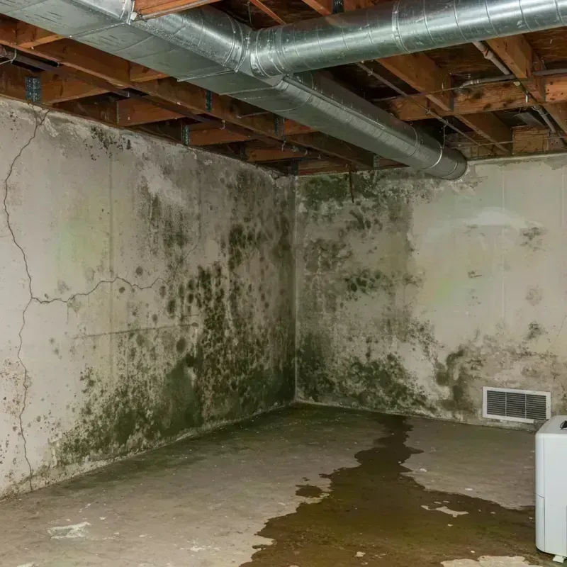 Professional Mold Removal in Ellsworth County, KS